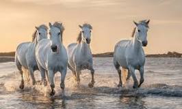 is-a-white-horse-rare