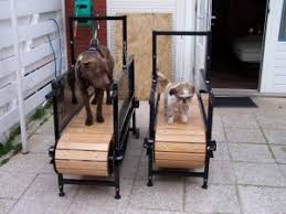 dog treadmills do not until you