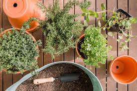 easy tips for growing herbs in containers