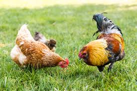 Our girls love vegetable peels, bananas, apple cores, carrots, and broccoli. How And What To Feed Your Chickens Or Laying Hens
