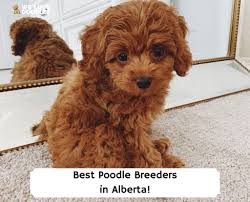 6 best poodle breeders in alberta