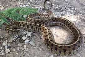 The overall coloration darkens as the snake matures. Checkered Gartersnake Snake Facts