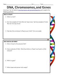 Biomagnification and the trouble with toxins. Dna Chromosomes Gene Worksheets Teaching Resources Tpt