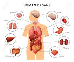 Human Body Internal Organs Stomach And Lungs Kidneys And Heart
