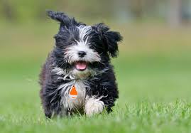 Havanese are excellent with children of all ages and are extremely hypoallergenic and our havanese puppies love everyone and make friends fast with other pets! Havanese Puppies For Sale Akc Puppyfinder