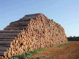 Timber Pile