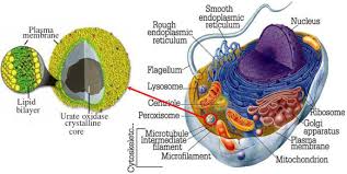 The lack of a rigid cell wall allowed animals to develop a greater. Peroxisome Origins Another Unsolved Problem Of An Essential Organelle