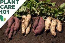 how to grow sweet potatoes at home