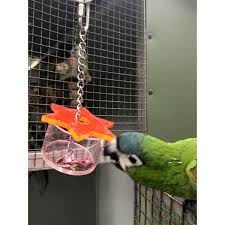 parrot rescue centre star foraging toy