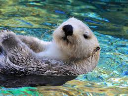 sea otter adorable otters swimming