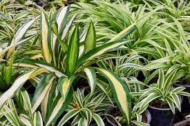 SPIDER PLANTS work well in outside beds in
                        semi tropics like L.A.