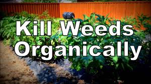 easiest organic way to kill weeds in