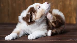 dandruff in dogs canine care