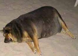 All your memes, gifs & funny pics in one place. Athena Scalzi Auf Twitter I See No Difference Between My Dog And This Fat Dog Meme Sausagedog