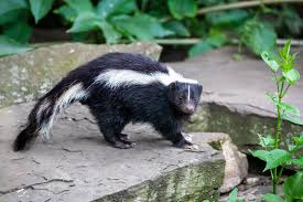 baby skunk images browse 97 678 stock