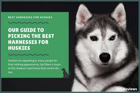 9 Best Harnesses For Huskies Our Walking Hiking And No