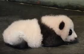 Résultat de recherche d'images pour "photo panda pairi daiza"
