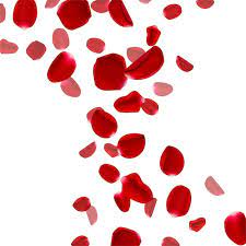 rose petals images free on