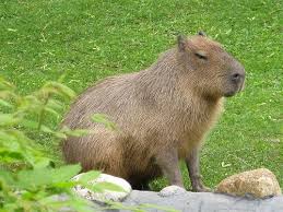 kapibara | Capybara, Cute animals, Animals
