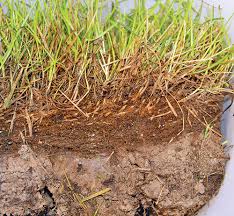 How to dethatch like a pro. All About Thatch Lawn Care Simplified A Safe And Natural Approach