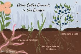 how to use coffee grounds in your garden