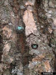 Emerald Ash Borer Agrilus Planipennis On Ash Fraxinus Spp