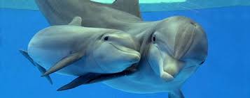 Heb je al eens een dolfijn geboren zien worden - 50plusser Magazine