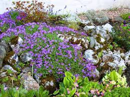 The great thing about rock gardens are the small ecosystems they create. How To Make A Rockery Saga