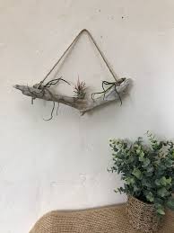 Driftwood 11 5 Air Plant Wall Hanging