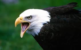 hd desktop wallpaper bald eagle birds