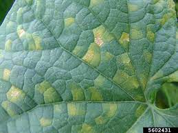 Downy mildew of cucumber, melon and squash | UMN Extension