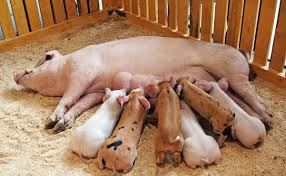 Image result for pigs, hogs, cows to fly