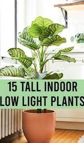 Low Light Tall Indoor Plants Live