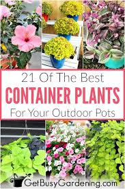21 best container plants for pots