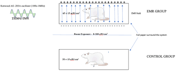 vital organs of female sprague dawley rats