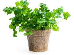 Tips For Growing Cilantro Herbs Indoors
