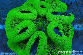neon green sand carpet anemone