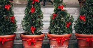 Winter Care For Potted Evergreens