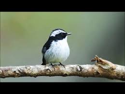 Suara burung decu walaupun berbada. Kicau Burung Sikatan Belang Decu Kembang Youtube
