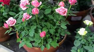beautiful roses in pots or containers