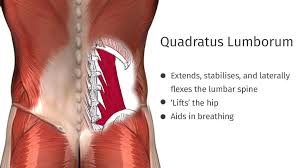 Here we will look at the gluteal muscles and the inner hip muscles. The Psoas Iliacus Quadratus Lumborum And Piriformis Connecting The Back And Hips Ekhart Yoga