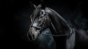 close up black horse hd wallpaper 4k