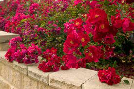 rose flower carpet scarlet