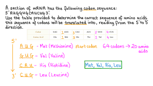 amino acids for an mrna codon sequence