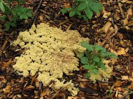Slime yellow mold loves growing on an organic surface, especially wood. Fuligo Septica Aka Dog Vomit Slime Mold Disgusting But Actually A Sign Of Good Soil Health Slime Mould Dog Vomit Slime Mold Soil Health