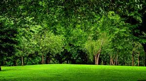 tree green nature forest hd wallpaper