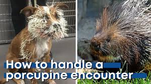 Porcupine Quill Removal | Emergency Veterinary Services at Tier 1 VMC