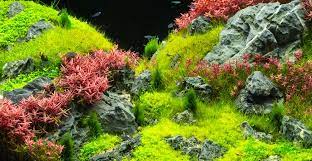 15 best aquarium carpet plants ranked