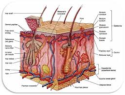 Diagrams The Integumentary System