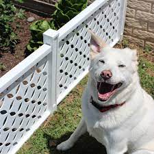 Easy Dog Proof Garden Fence Sunny Day